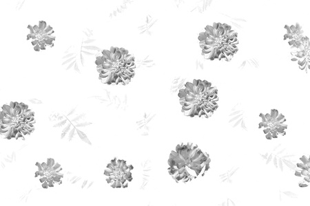 flower black and whiteの写真素材