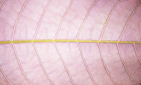 violet leaf textureの写真素材