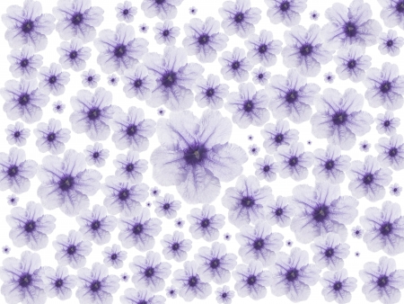 purple flowers の写真素材