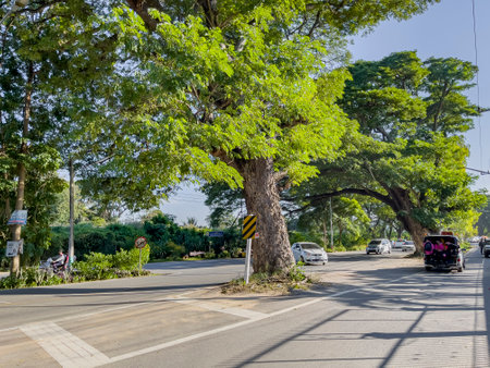 Pranburi, Thailand - December 7,2021: Light traffic on the mimosa tree canopy road in Pranburi showing lifestyle of people after Covid-19 epidermic in Thailandのeditorial素材