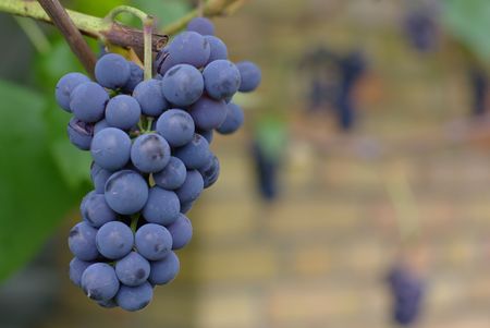 Bunch of Wine Grapes