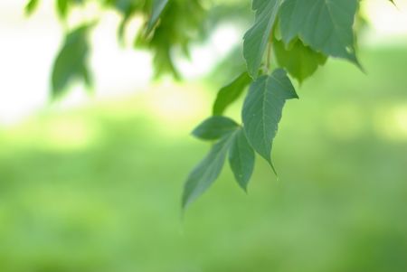 branch with green leaves over waterの写真素材