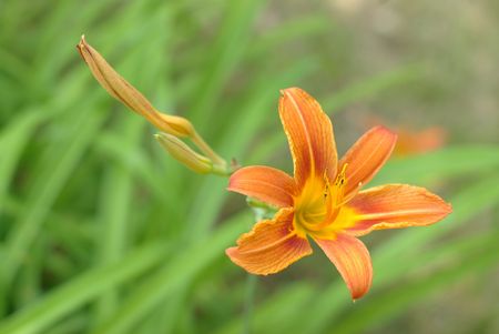 orange lilyの写真素材