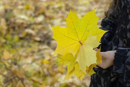 Girl's hand holding yellow maple leavesの写真素材