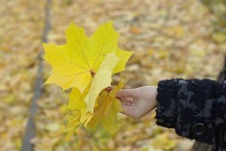 Hand holding yellow maple leaves in autumnの写真素材