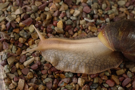  Brown mollusk on stoneの写真素材