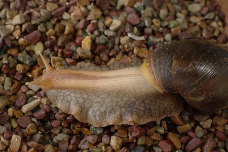 Snail on the pebblesの写真素材