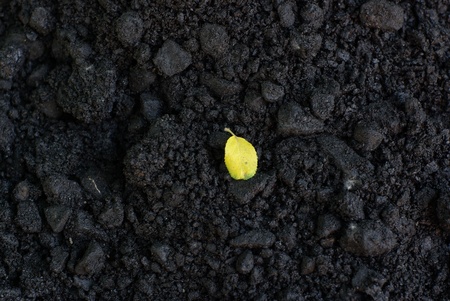 Asphalt grains with small leafの写真素材