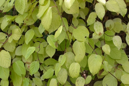 Leavesの写真素材