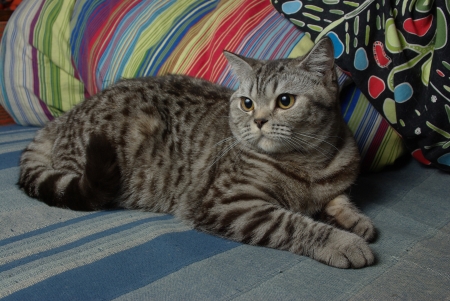 Tabby catの写真素材