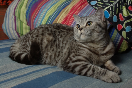 Portrait of a tabby catの写真素材