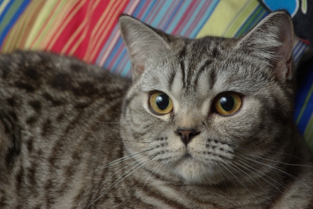 Portrait of a tabby catの写真素材