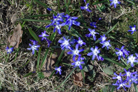Blue spring flowers on the meadowの写真素材