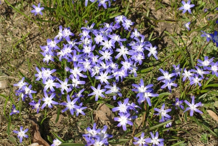 Blue spring flowers on the meadowの写真素材