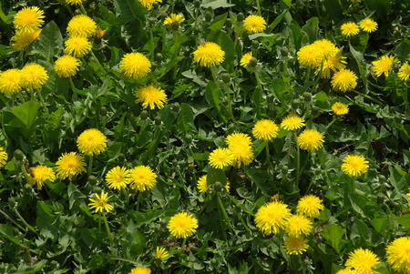 Spring dandelionsの写真素材