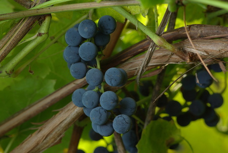 Bunch of wine grapesの写真素材