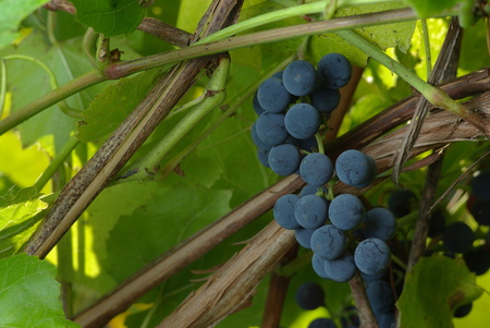 Bunch of Wine Grapeの写真素材