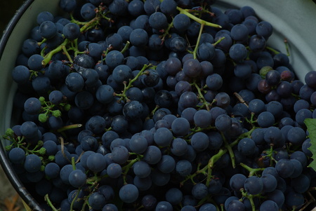 Blue wine grapes in bucketの写真素材