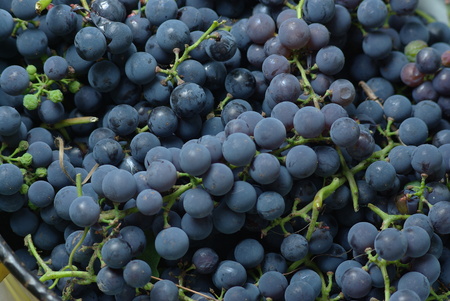 Blue wine grapes in bucketの写真素材