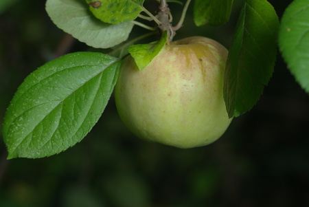Green apple on branch with leavesの写真素材