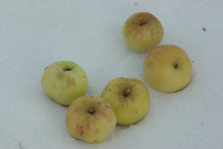 Apples on snowの写真素材