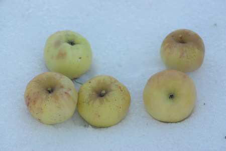 Five yellow apples on snowの写真素材