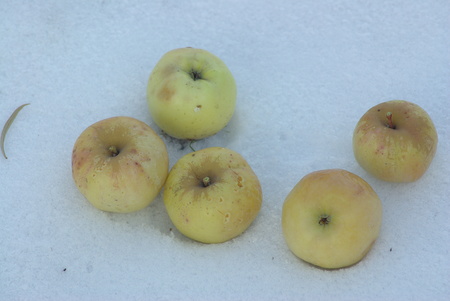 Apples on snowの写真素材