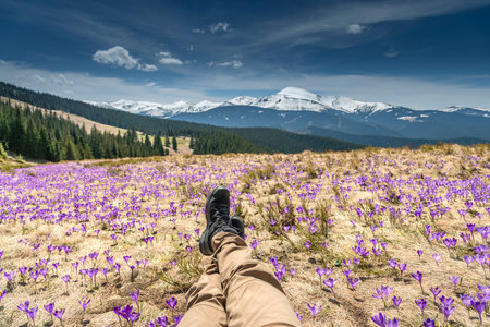 POV of a man lying in a meadow full of purple crocus in the mountains.の写真素材