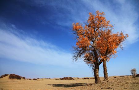 Desertの写真素材