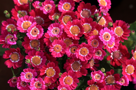 Flowersの写真素材