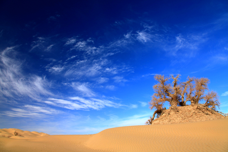 Desert under the blue skyの写真素材