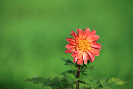 Flowerの写真素材
