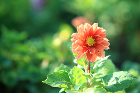Flowerの写真素材