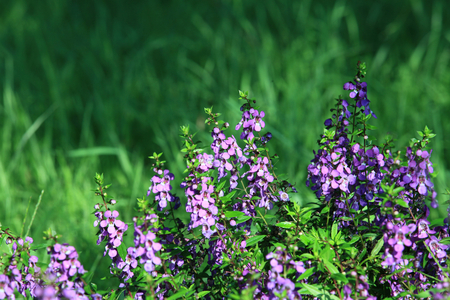 Flowerの写真素材