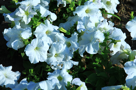 a bundle of white flowersの写真素材