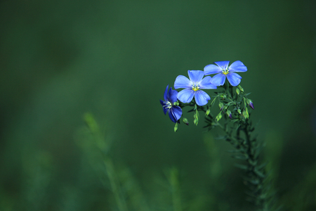 Flowerの写真素材