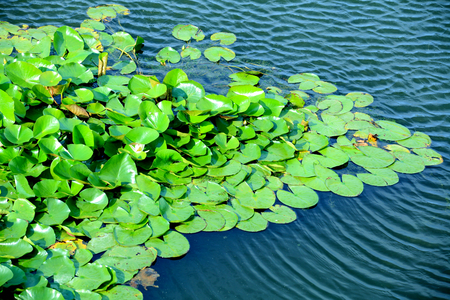Lotus leavesの写真素材