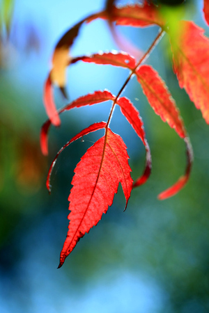 Red leafの写真素材