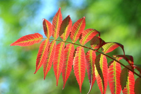 Red leafの写真素材
