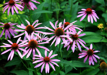 Flowerの写真素材