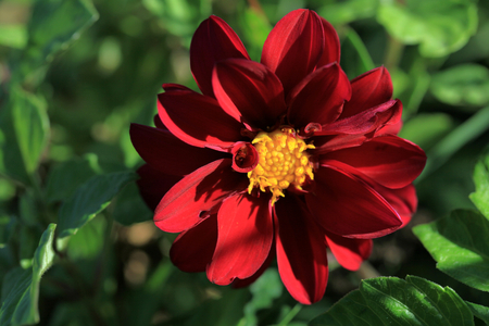 Flowerの写真素材