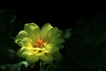 Flowerの写真素材