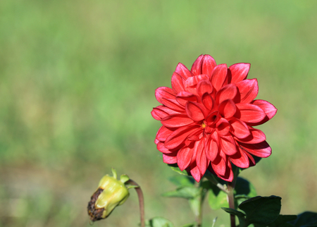 Flowerの写真素材