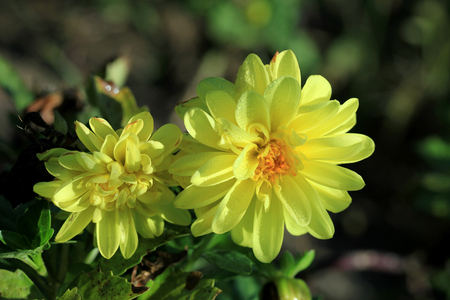 Flowerの写真素材