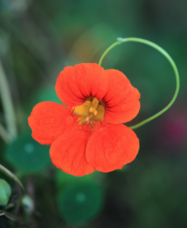 Flowerの写真素材