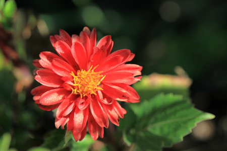 Flowerの写真素材