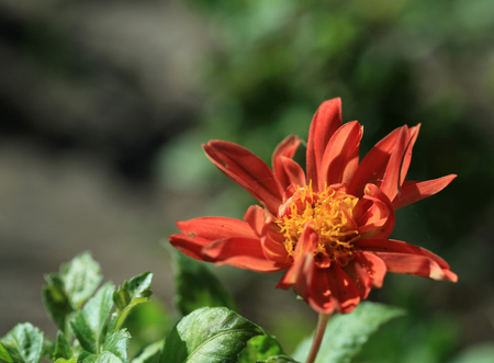 Flowerの写真素材
