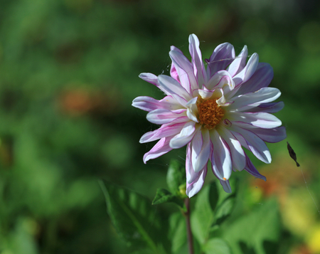 Flowerの写真素材