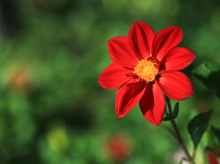 Flowerの写真素材