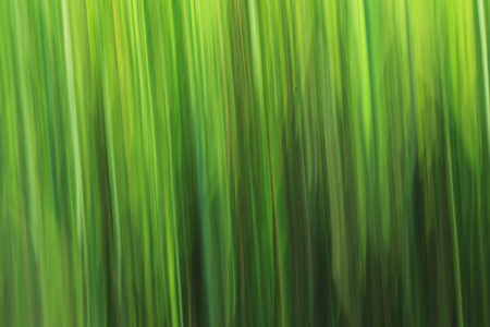 Plantの写真素材